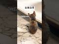 自業自得 #猫 #cat #癒やされる #猫動画 #子猫 #癒される #保護猫 #癒され #ねこ #三毛猫 #仕返し