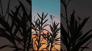 Download Lagu Infinix 💀 #viral #shortvideo #reels #infinx #trending MP3