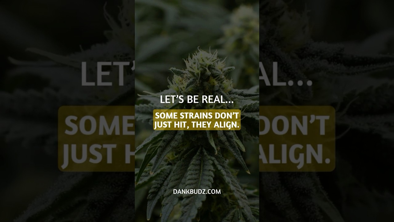 What Strain Makes You Feel Most Like You? | Cannabis Strain Vibes Explained