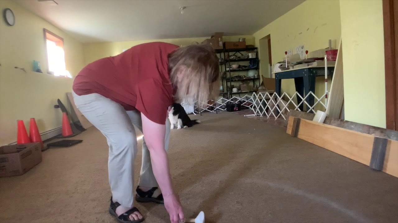 polly-akc-trick-dog-novice-youtube