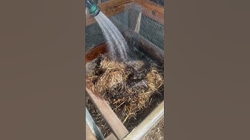How To Start a New Compost Pile #composting