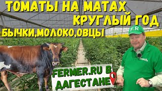 100 тонн помидоров в год. 40 соток томатов. Тепличный бизнес в Дагестане. Мясной скот на откорме.