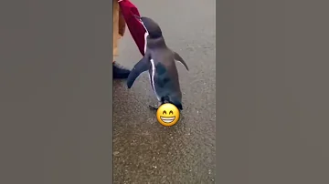 لو دكت الغارة نرجع بالبشارة اجمل بطريق Cutest Penguin Funnyshort 