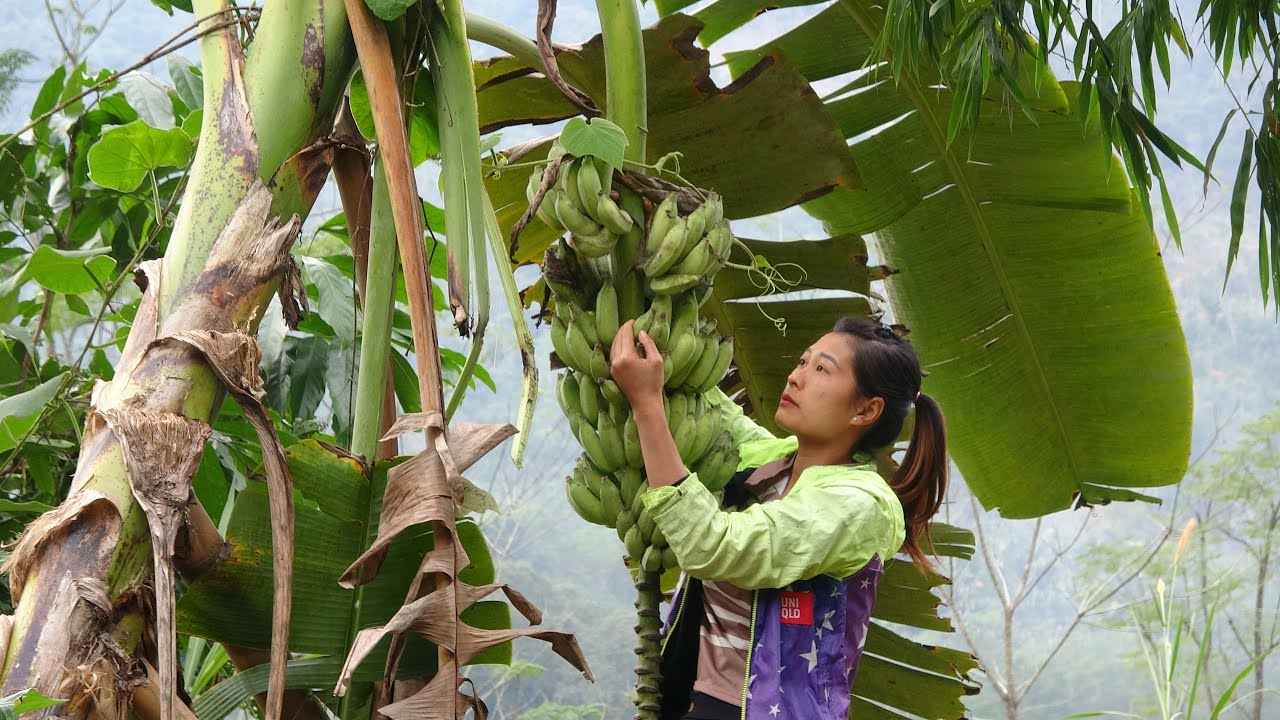 How To Grow FastGrowing Red Dragon Fruit for high yield Harvest