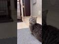 猫がママに作ってもらったネックレスをつけてお出迎えした結果...#shorts #猫 お出迎え猫