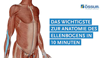 Welche Bänder sind im Ellenbogen?