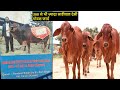 👌300+साहीवाल देसी गोवंश फार्म🙏Sahiwal Cow Breeder#Naresh Kumar Ji(9416368234),Taraori,Karnal,Haryana