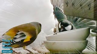 Japanese Tit Getting More Terrifying in Confrontation vs. Not-Scary-At-All Oriental Greenfinch! 😆 by しめさん Shimesan 4,696 views 2 months ago 1 minute, 51 seconds