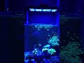 Морской аквариум для новичков! PopBloom светит спустя 3 года!