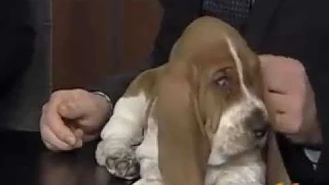 Einstein the basset makes his Alaska TV debut