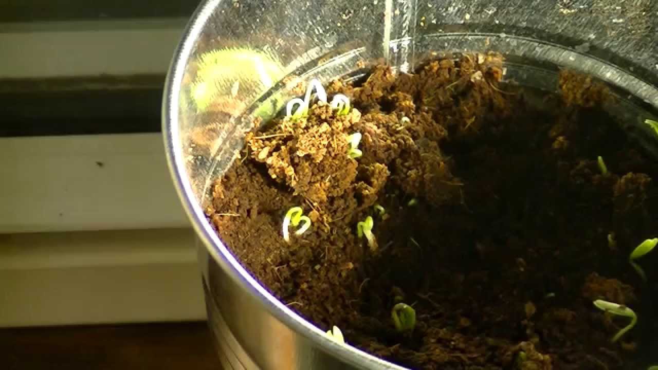 1080 HD Time Lapse of Cilantro Seeds Growing Out of Soil YouTube