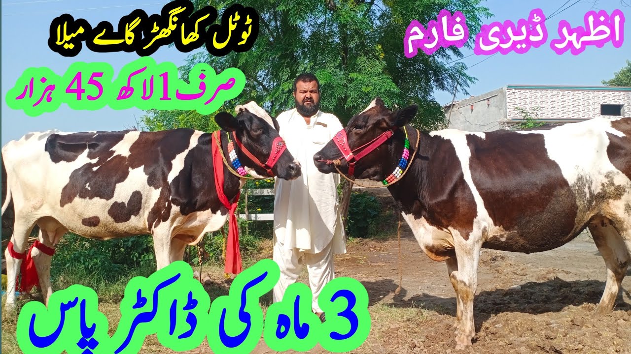Azhar dairy farm|Khangarh cows|Sasti cows|Best cows|Pregnant cows ...