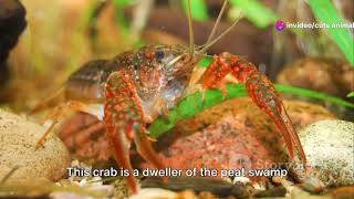 Malaysia's Freshwater Crabs: Guardians of Aquatic Ecosystems