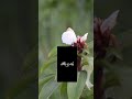 #ওযু পর #কালিমা শাহাদাত পরার #পযিলত #ইসলামিক_ভিডিও #hadisbangla #দোয়া #মিজানুর_রহমান_আজহারী #Dua