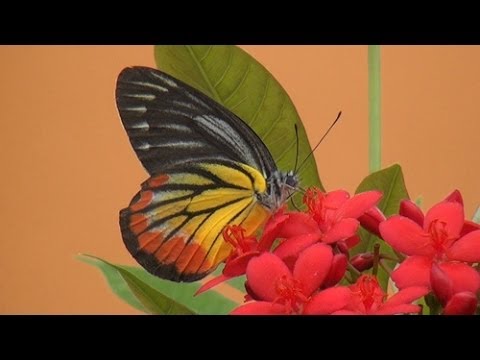 Бангкокский Сад бабочек. Bangkok Butterfly Garden