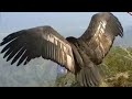 burung elang terbesar di dunia // wujud burung garuda asli