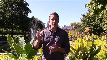 Why did God put the Tree in the Garden?