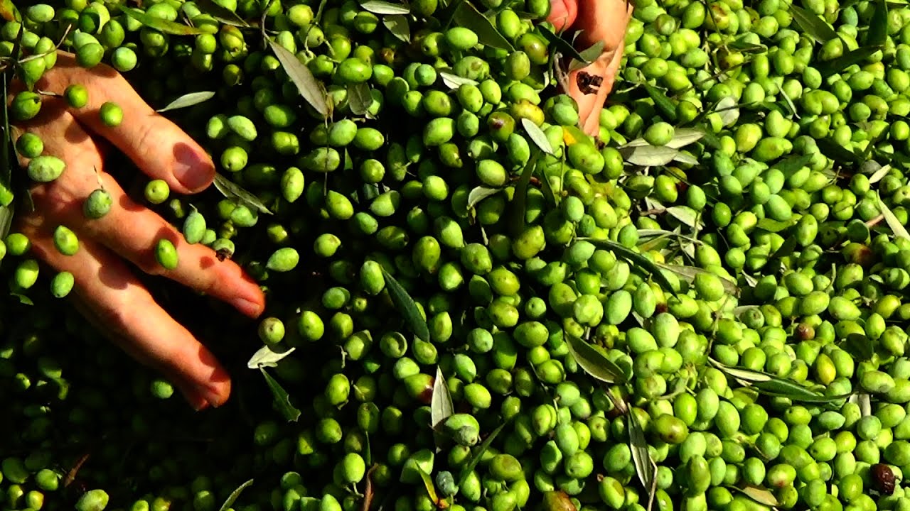 Olive Harvest 2016 YouTube
