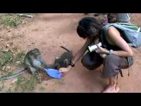 cambodia monkeys