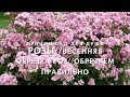 РОЗЫ🌹//ВЕСЕННЯЯ ОБРЕЗКА РОЗ//ОБРЕЗАЕМ ПРАВИЛЬНО!!!‼️🌹