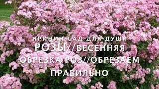 РОЗЫ🌹//ВЕСЕННЯЯ ОБРЕЗКА РОЗ//ОБРЕЗАЕМ ПРАВИЛЬНО!!!‼️🌹