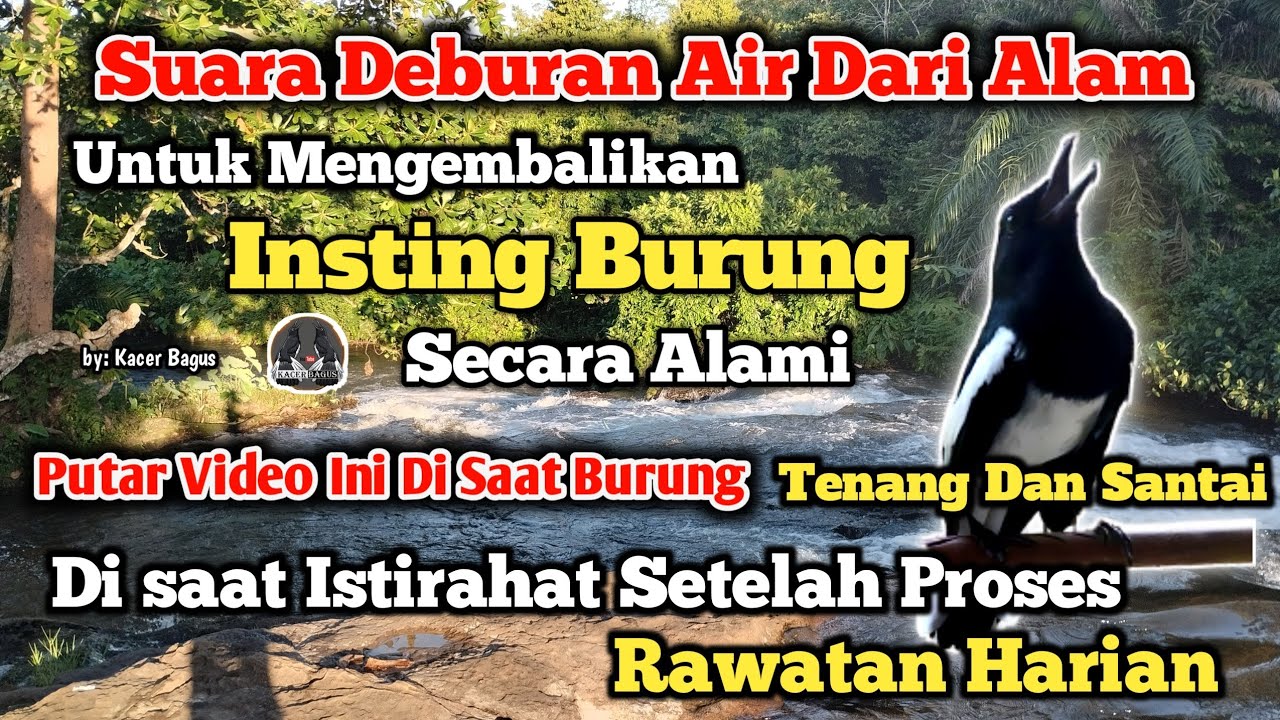 Suara Air Terjun | Terapi Alam Burung Stres, Burung Macet | Agar Kacer Gacor Buka Ekor On Konslet