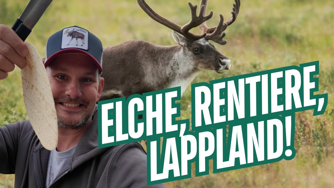 Vanlife Schweden #3 – Elche, Rentiere & Lappland-Feeling!