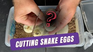 ALBINO PIED EGG CUTTING! Will we beat the odds