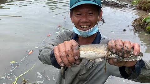 Hôm Nay Dô Mánh Dọn Kênh Bắt Trúng Ổ CÁ ĐỒNG Thấy Mà Ham | Cù Lao Dung Vlogs #244