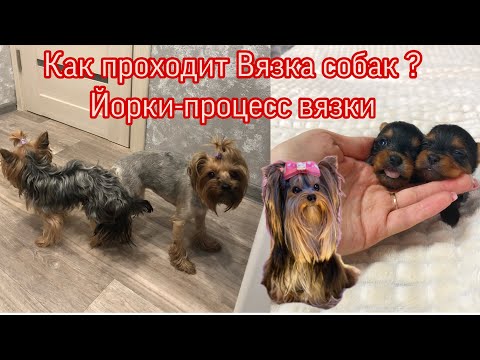 VLOG:ВЯЗКА ЙОРКОВ|КАК ПРОХОДИТ,ЧТО НУЖНО ЗНАТЬ? Инструкция.Йоркширские терьеры ❤️