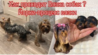 VLOG:ВЯЗКА ЙОРКОВ|КАК ПРОХОДИТ,ЧТО НУЖНО ЗНАТЬ? Инструкция.Йоркширские терьеры ❤️