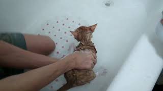 Giving out kitten a bath!🐈