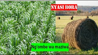 Ufugaji wa ng'ombe wa maziwa:Zijue aina za nyasi/malisho kwa ajili ya ng'ombe wa nyama na maziwa