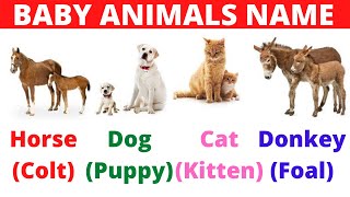 BABY ANIMALS NAME IN ENGLISH WITH PICTURES (HINDI) | ANIMALS AND THEIR  BABIES NAME WITH PHOTOS | - YouTube