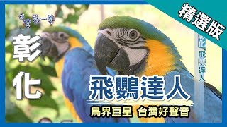 台灣第一等【獨門訓練 鸚鵡達人】彰化 _精選版