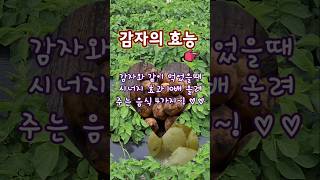 감자의 효능?#감자#우유#치즈#녹차#미역#감자와 먹었을때시너지효과10배올리는음식4가지