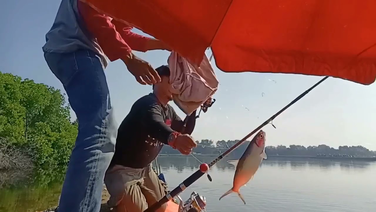 Mabar bandeng babon PBJ