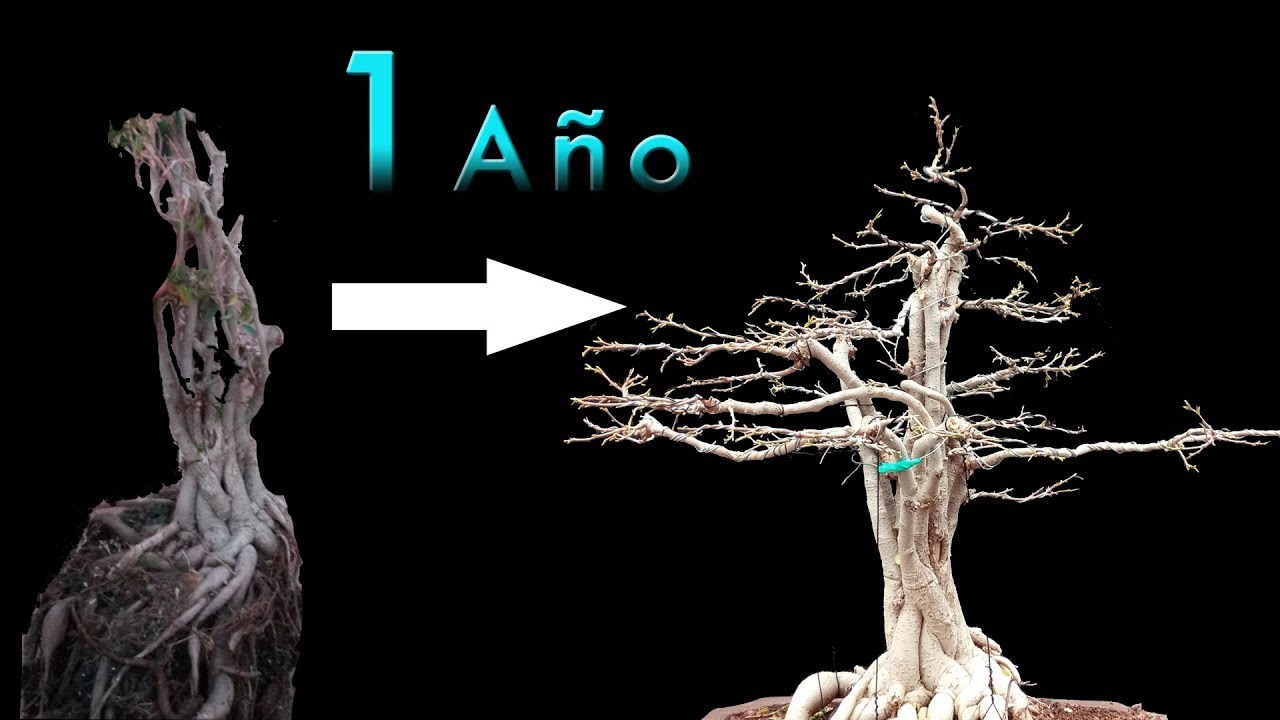 de la basura a bonsai en un año y medio - Ficus Benjamina