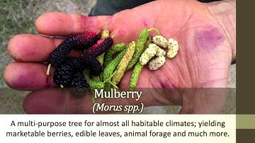 15 underutilized crops for improving the lives of smallholder farm families