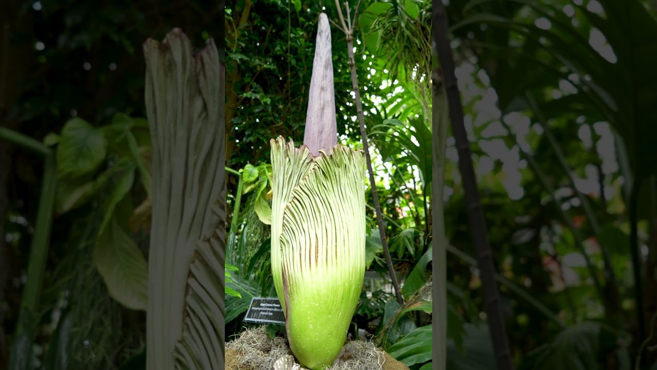 Corpse Flower Central | Ambler Campus | Temple University