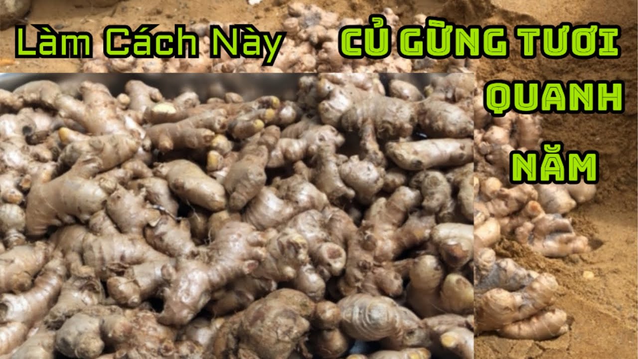 Bí Quyết Bảo Quản Củ Gừng Tươi Quanh Năm Theo Cách Người Xưa