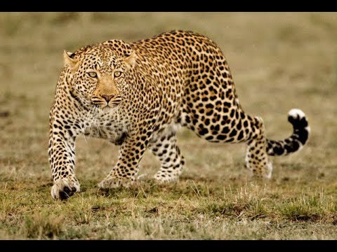 Africa Predatori letali - Il leopardo affamato