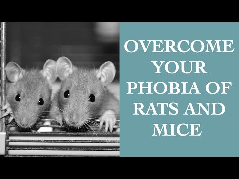 Video: How To Stop Being Afraid Of Mice