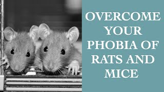 Simple Tips To Overcome Your Phobia Of Rats And Mice (Musophobia) I The Speakmans