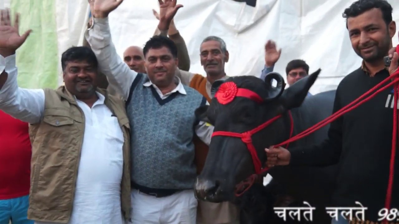 लाखों की कीमत 25.640 KG Milk Murrah Buffalo - Jhajjar State Level Champion video editing software free
