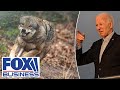 ‘BLOOD IN THE WATER’: Wolves smell America’s ‘weakness,’ sheriff says
