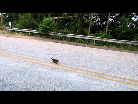 Fly casting to a kitten.