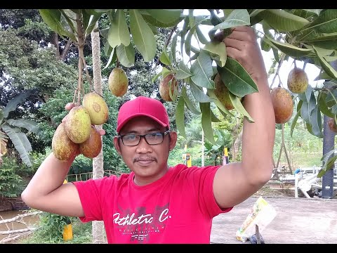 Buah Khas Bali