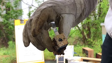 Installing a 3lb Bee Package in Cold and/or Wet Weather