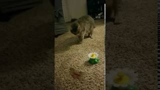 Kitty spooks herself